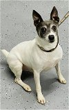 adoptable Dog in columbia, TN named Paul DD