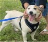 adoptable Dog in columbia, TN named Meatball *