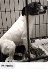adoptable Dog in columbia, TN named Veronica+ *
