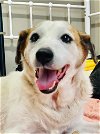 adoptable Dog in columbia, TN named Janis Joplin~