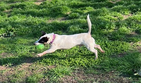 adoptable Dog in Columbia, TN named Jasper