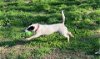 adoptable Dog in columbia, TN named Jasper