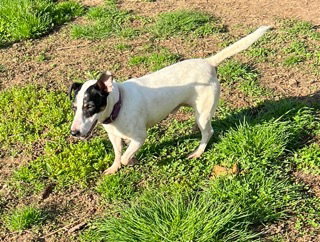JASPER - Jack Russell Terrier available for adoption