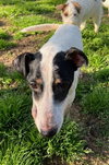 Jasper - Photo 4