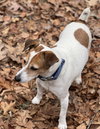 Rocket * - Photo 2