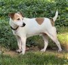 adoptable Dog in columbia, TN named Rocket