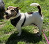 adoptable Dog in Columbia, TN named Fritz- *