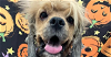 adoptable Dog in columbia, TN named Gizmo~