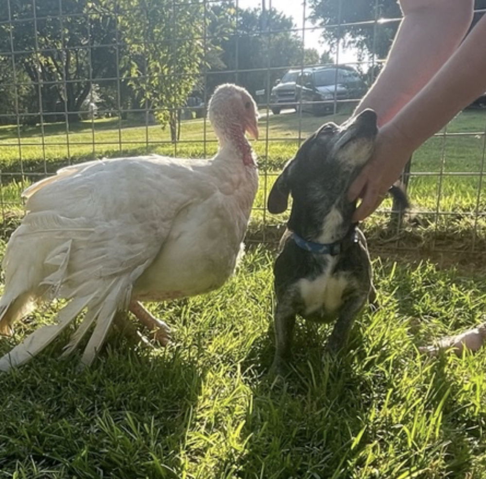 adoptable Dog in Columbia, TN named Chance - CP