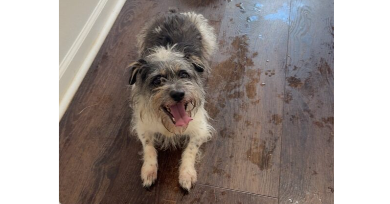 adoptable Dog in Columbia, TN named Hudson/Clyde~