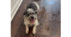 adoptable Dog in columbia, TN named Hudson/Clyde~
