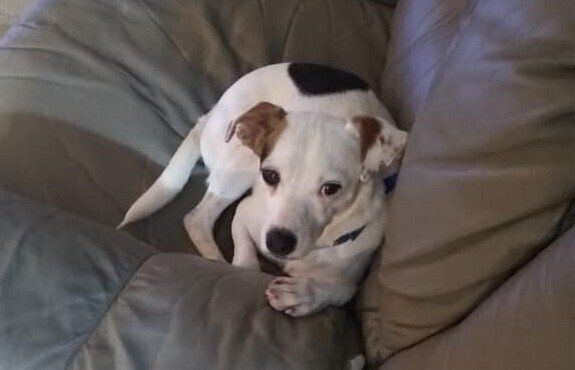 adoptable Dog in Columbia, TN named RJ - ~