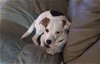 adoptable Dog in , TN named RJ - ~