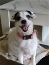 adoptable Dog in columbia, TN named Bella2