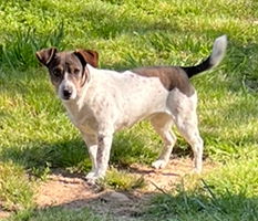 picture of the dog needing adoption