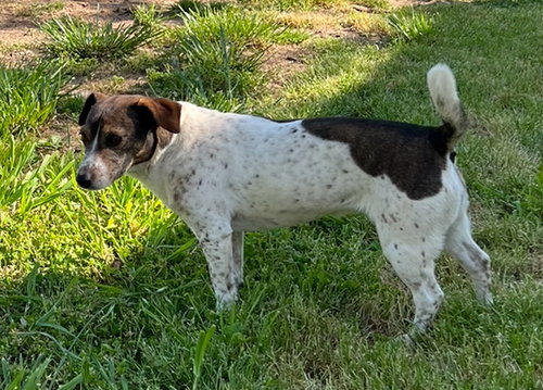 JANE DOE * - Jack Russell Terrier available for adoption
