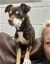 adoptable Dog in  named Jax-DD