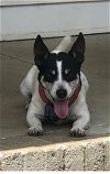 adoptable Dog in columbia, TN named Lucky