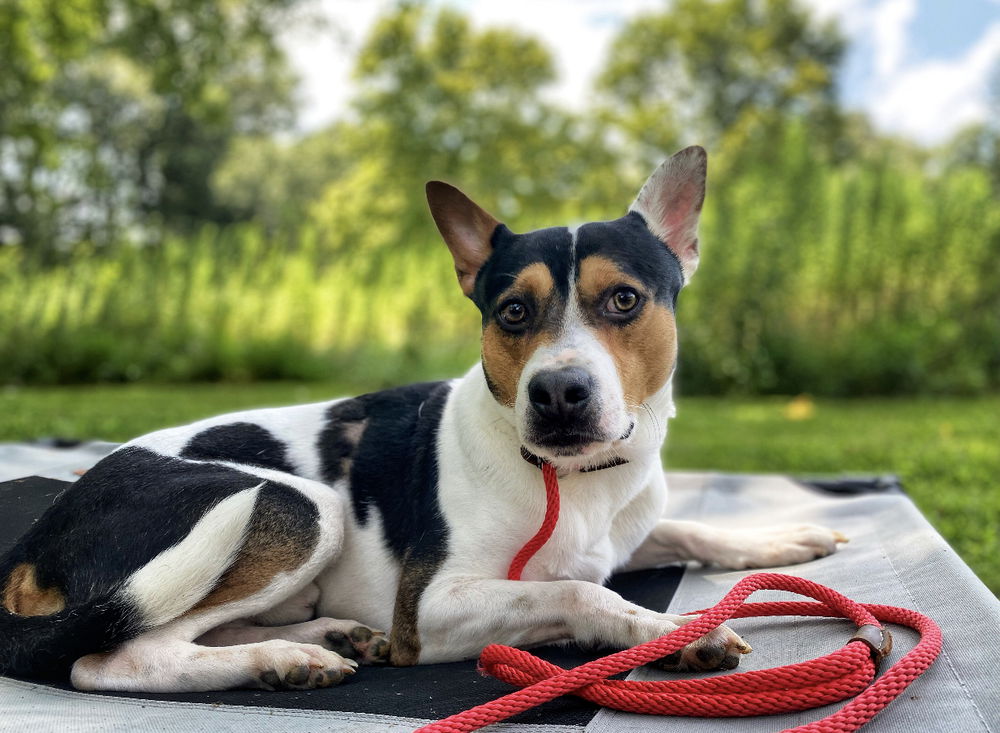 adoptable Dog in Columbia, TN named Jack~*