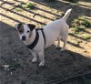 adoptable Dog in columbia, IA named Shine