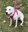 adoptable Dog in columbia, IA named Tilly~
