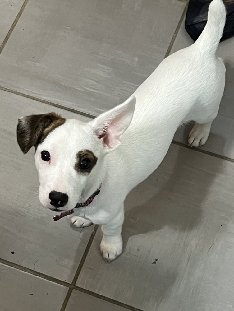 adoptable Dog in Columbia, TN named Olive