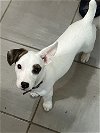 adoptable Dog in  named Olive