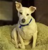 adoptable Dog in columbia, TN named George Harrison +~