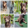 adoptable Dog in columbia, TN named Rolo Candy Boy/ Jojo - DD