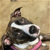 adoptable Dog in columbia, TN named Paisley~
