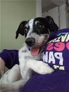adoptable Dog in columbia, TN named Amos~ Herman