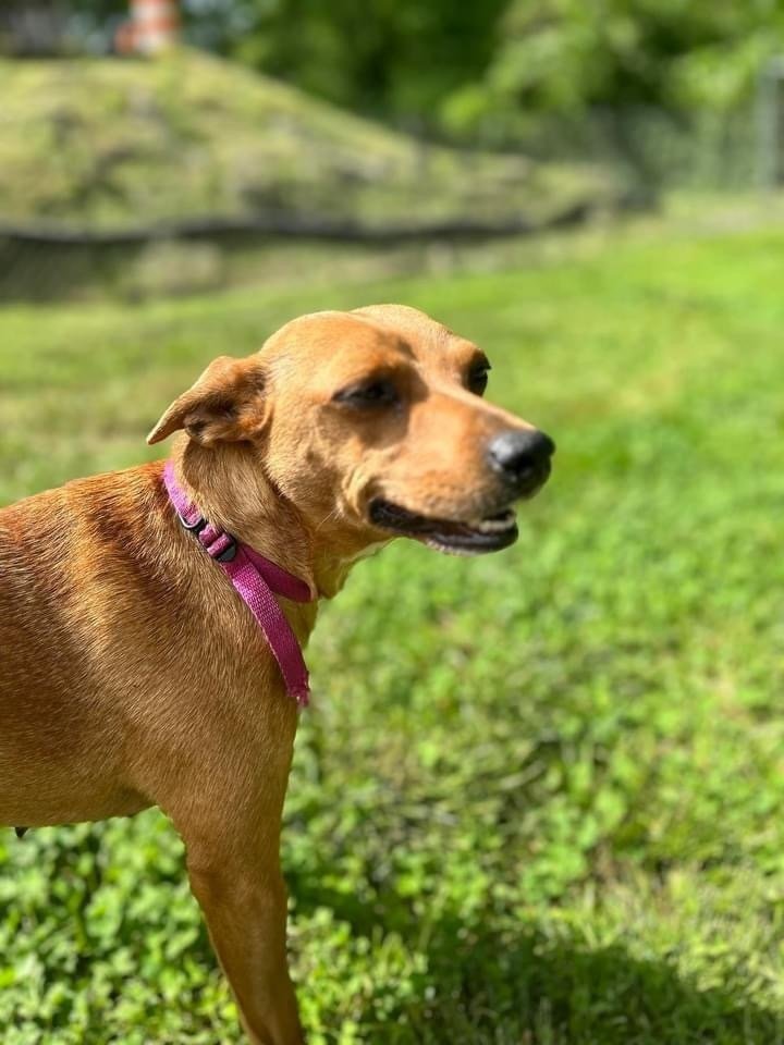 adoptable Dog in Columbia, TN named Vixy~