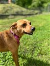 adoptable Dog in columbia, IA named Vixy~