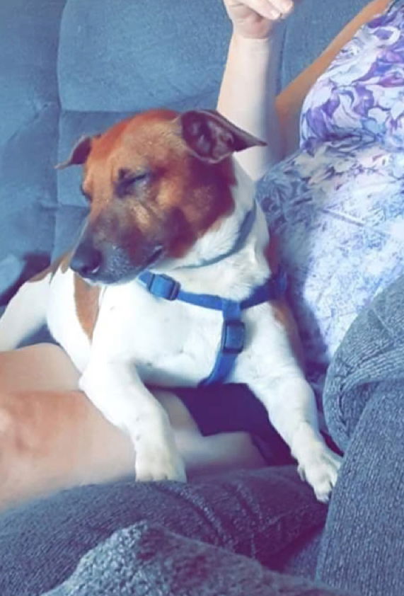 adoptable Dog in Columbia, TN named Rusty *