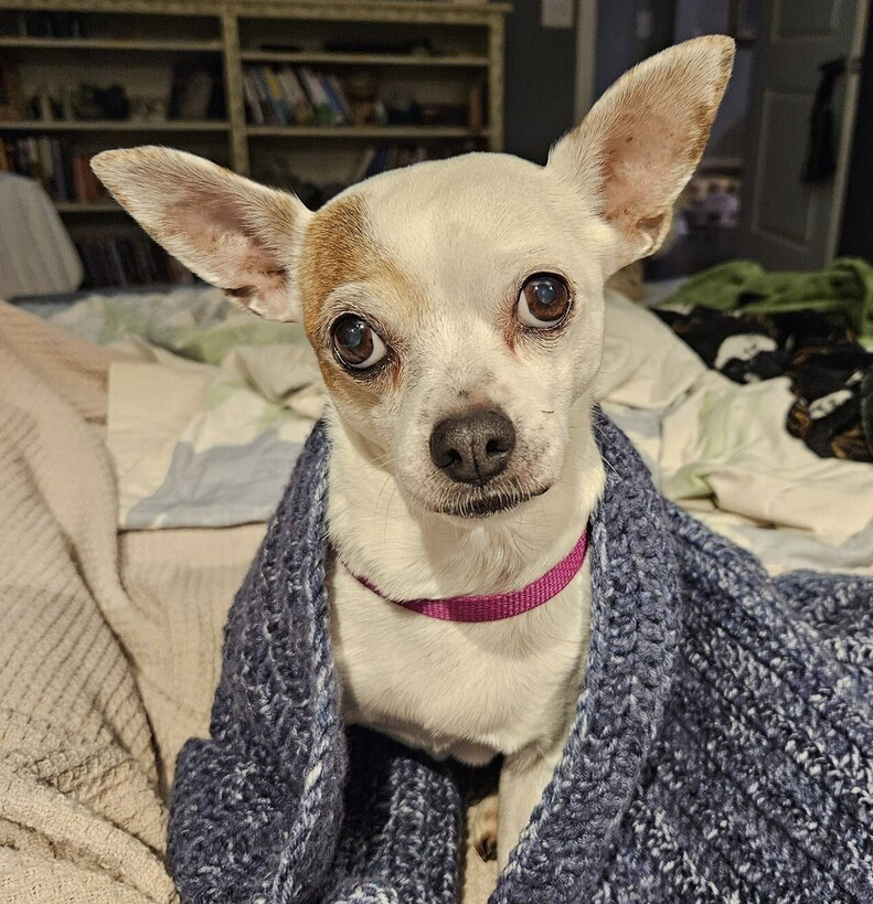 adoptable Dog in Columbia, TN named Peppermint Patty~