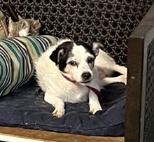 adoptable Dog in Columbia, TN named Daisy 4 ~