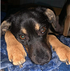 adoptable Dog in columbia, TN named Kuzco~