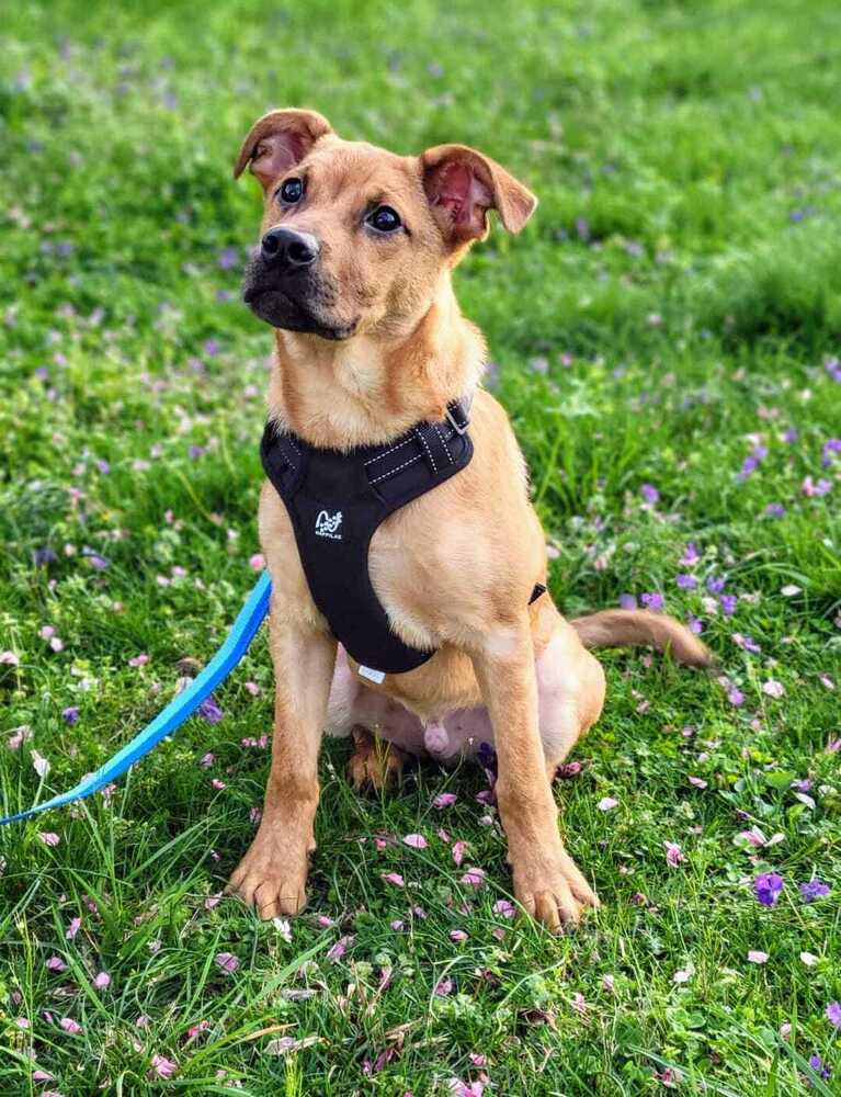 adoptable Dog in Columbia, TN named Kili~