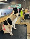 adoptable Dog in  named Archie - DD