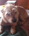adoptable Dog in columbia, TN named Falcor~
