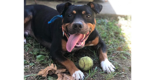 picture of the dog needing adoption