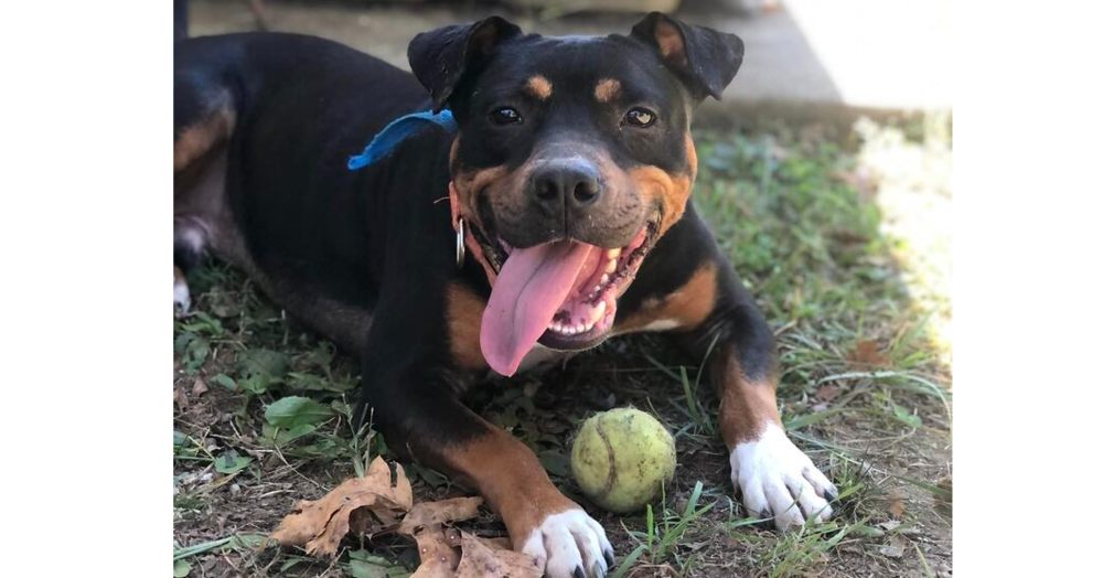 adoptable Dog in Columbia, TN named Rizzo~