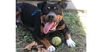 adoptable Dog in columbia, TN named Rizzo~