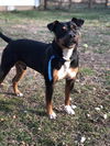 adoptable Dog in , TN named Rizzo~