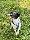 adoptable Dog in columbia, TN named Buddy Boo DD