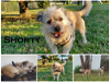 adoptable Dog in , TN named Shorty (came with Susie Q)~