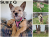 adoptable Dog in , TN named Susie Q (came with Shorty)~