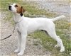 adoptable Dog in columbia, TN named Remi 2 *