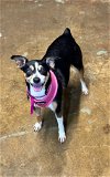 adoptable Dog in columbia, TN named Dolly ~