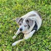 adoptable Dog in columbia, TN named Buddy 12 - ~
